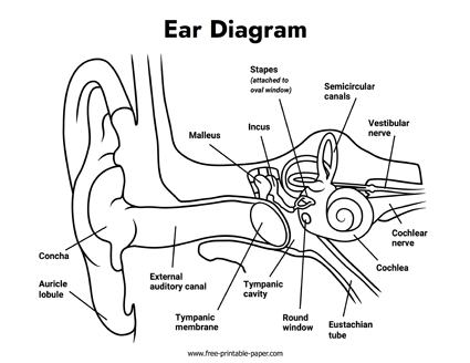 Ear Diagram