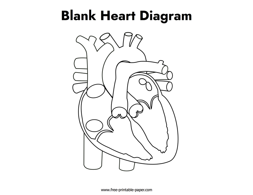 Blank Heart Diagram Free printable paper Blank Heart Diagram Free printable paper