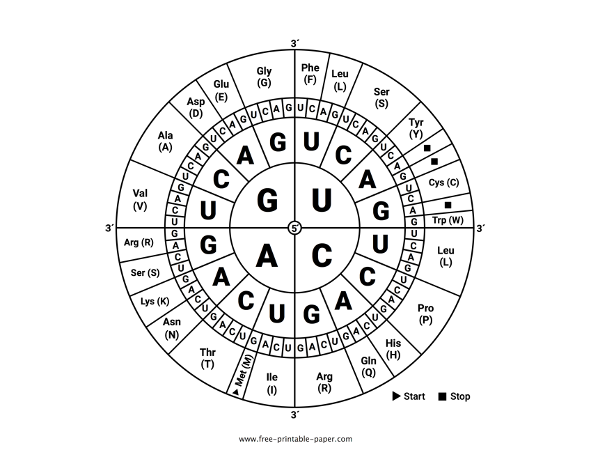 Amino Acids Codon Chart