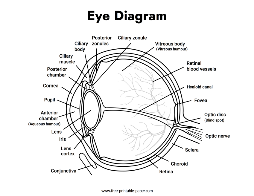 Eye Diagram Labeled Free printable paper