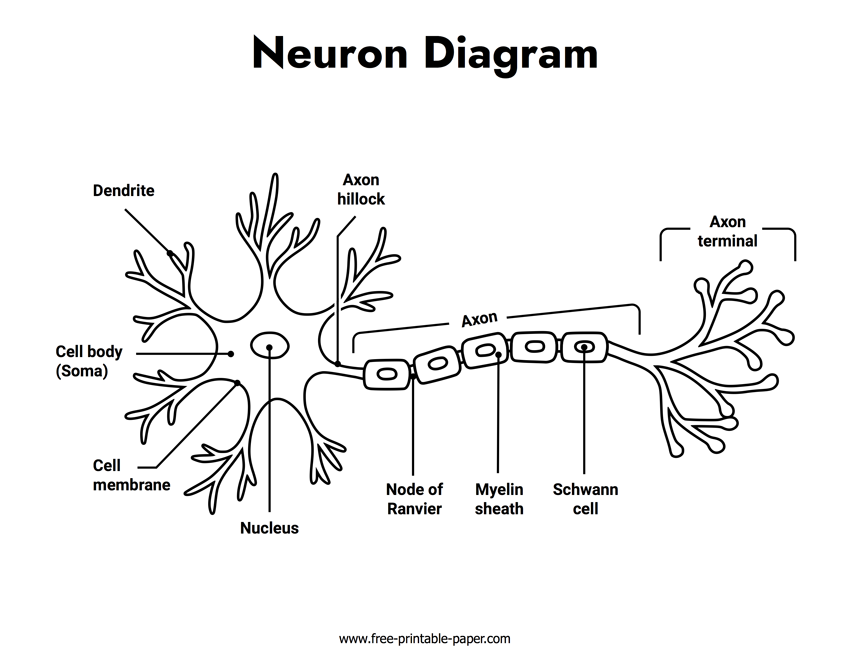 Neuron Diagram Free Printable Paper