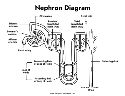 Nephron Diagram