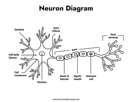 Neuron Diagram